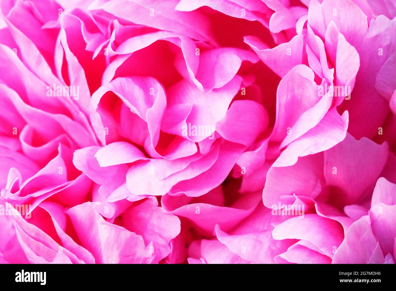 Nahaufnahme der rosa Pfingstrose. Mehrjährig mit großen Blüten. Paeonia. Stockfoto
