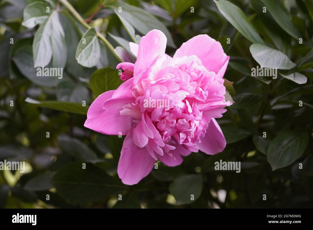 Nahaufnahme der rosa Pfingstrose. Mehrjährig mit großen Blüten. Paeonia. Stockfoto