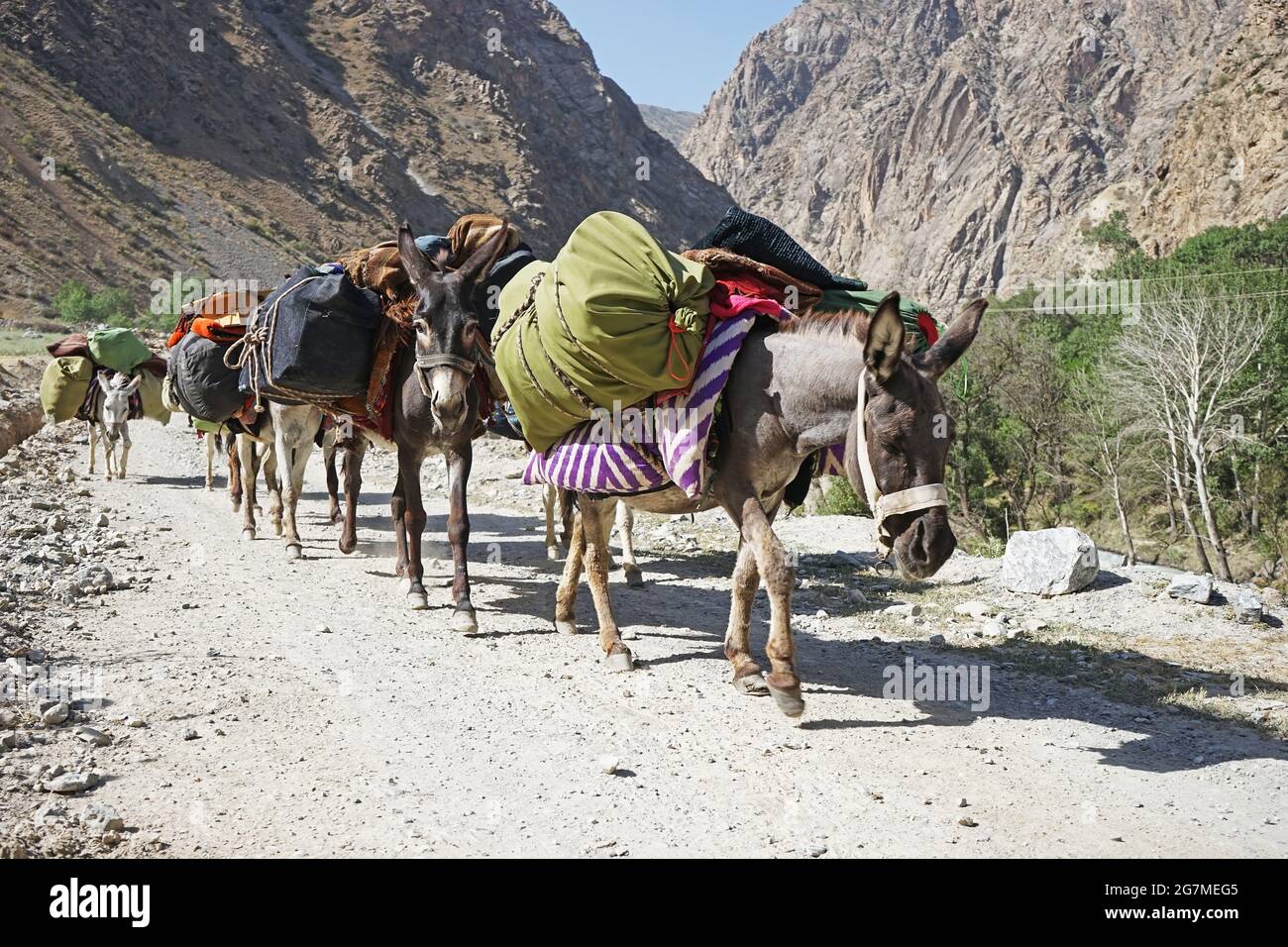 Gruppe von Eseln mit Taschen auf dem Weg, Fann Mountains, Tadschikistan Stockfoto