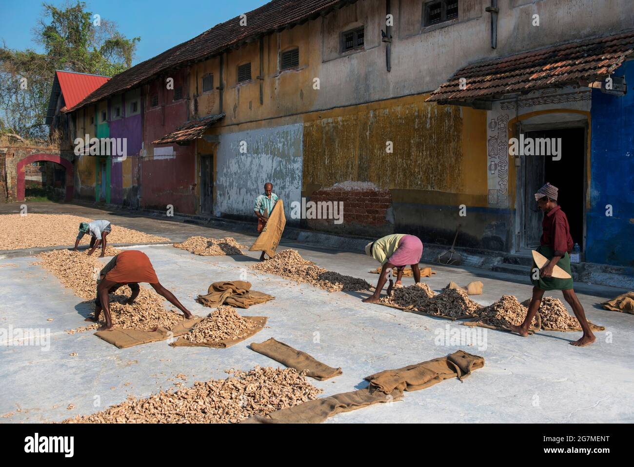Trocknen frisch geernteter Ingwerwurzeln.Fort Cochin Stockfoto