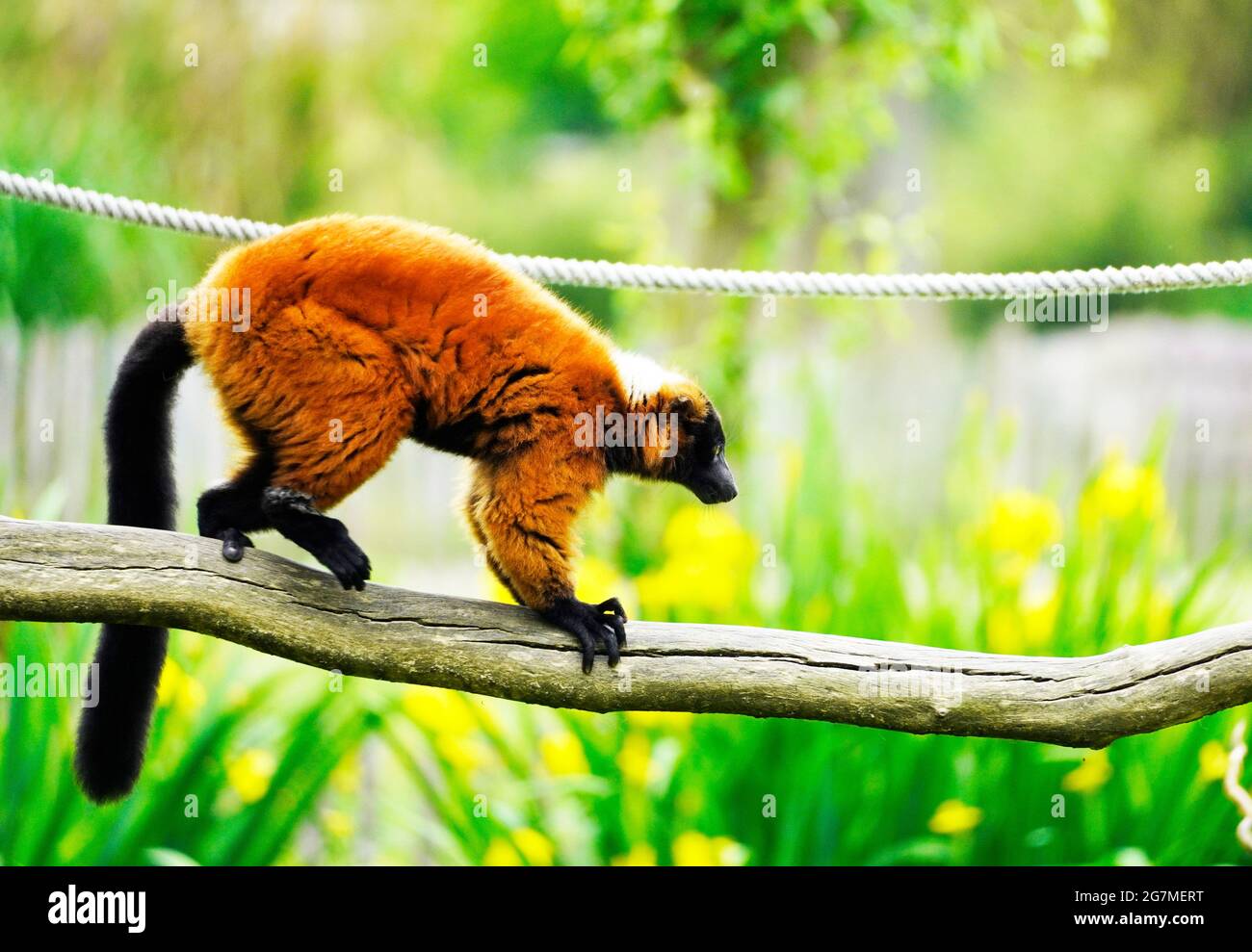 Red Vari klettert auf einen Ast. Varecia rubra. Grüner Hintergrund. Roter geraffter Lemur. Stockfoto
