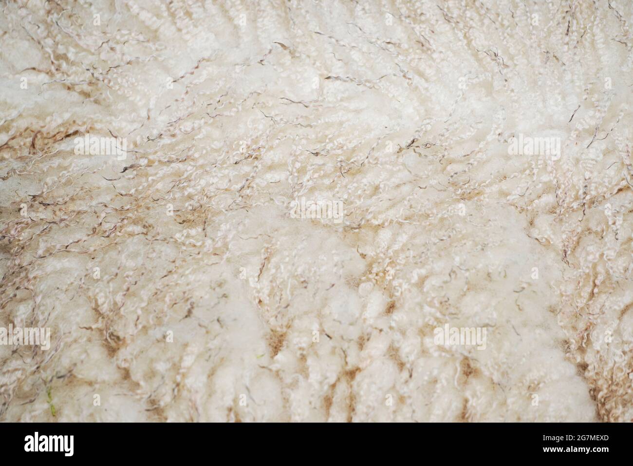 Helle Schafwolle in Nahaufnahme. Weiche flauschige Hintergrund eines Tierfells. Stockfoto