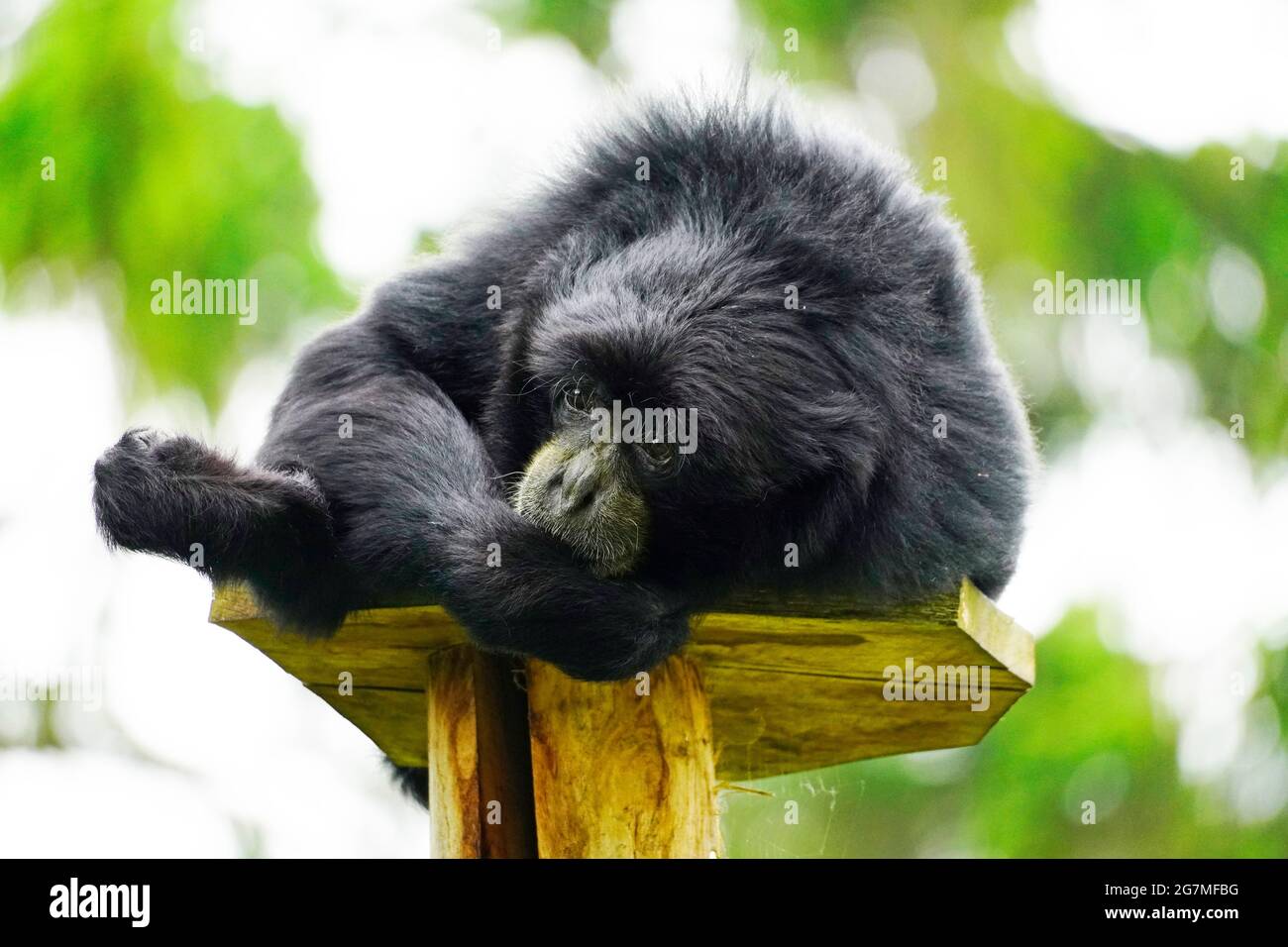 Porträt eines Siamang (Symphonangus syndactylus). Primatenart aus der Gibbon-Familie (Hylobatidae). Affe mit schwarzem Fell. Stockfoto