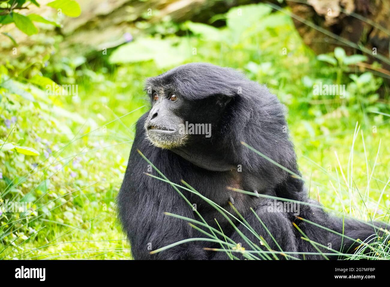 Porträt eines Siamang (Symphonangus syndactylus). Primatenart aus der Gibbon-Familie (Hylobatidae). Affe mit schwarzem Fell. Stockfoto