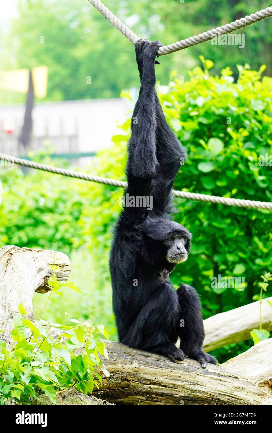 Siamang (Symphonangus syndactylus), der an einem Seil hängt. Primatenart aus der Gibbon-Familie (Hylobatidae). Affe mit schwarzem Fell. Stockfoto
