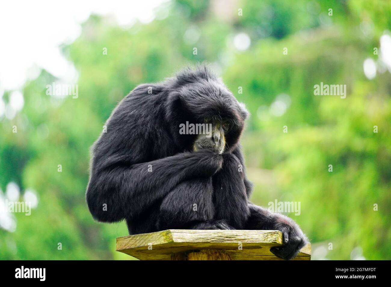 Porträt eines Siamang (Symphonangus syndactylus). Primatenart aus der Gibbon-Familie (Hylobatidae). Affe mit schwarzem Fell. Stockfoto