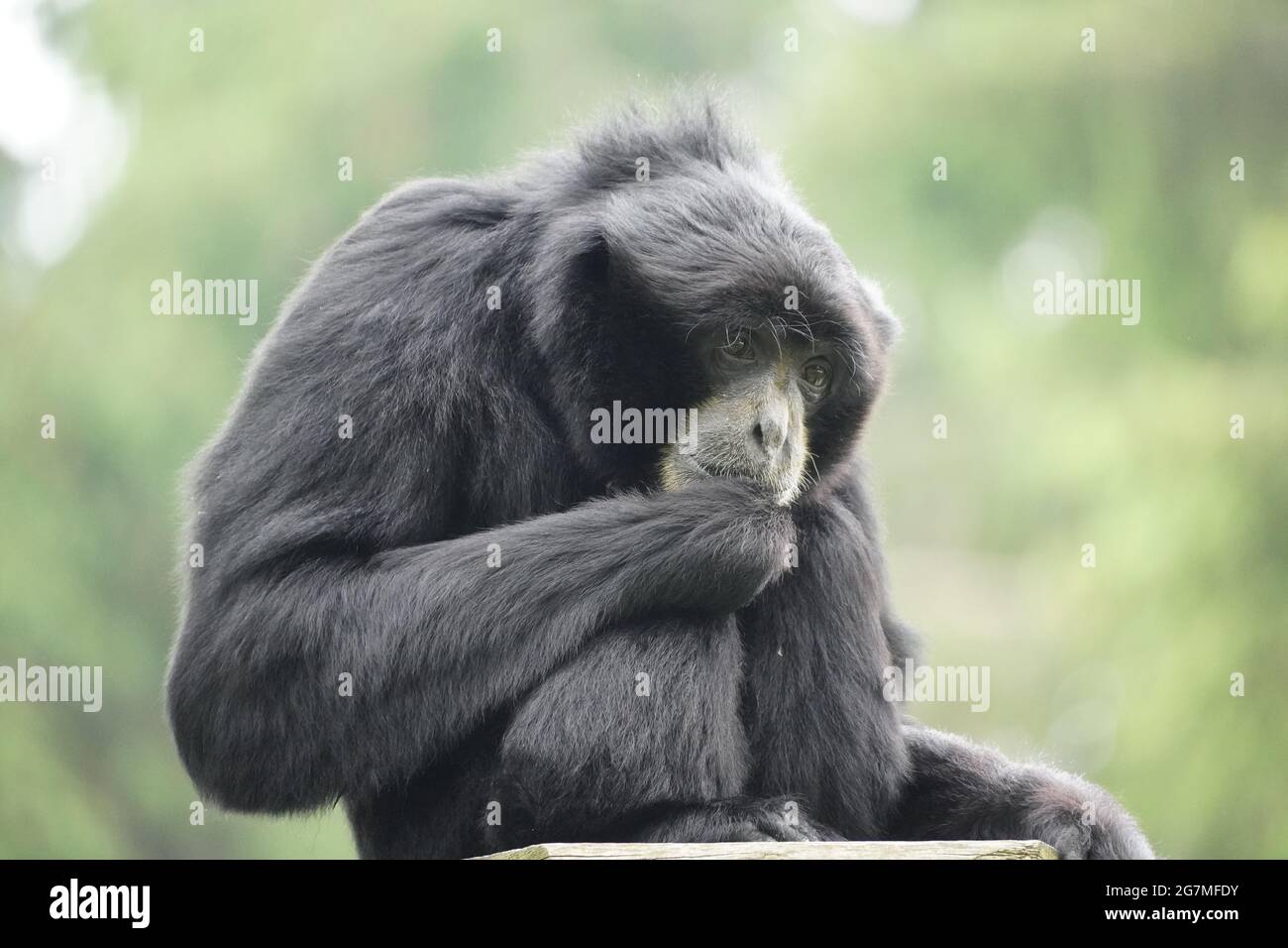 Porträt eines Siamang (Symphonangus syndactylus). Primatenart aus der Gibbon-Familie (Hylobatidae). Affe mit schwarzem Fell. Stockfoto