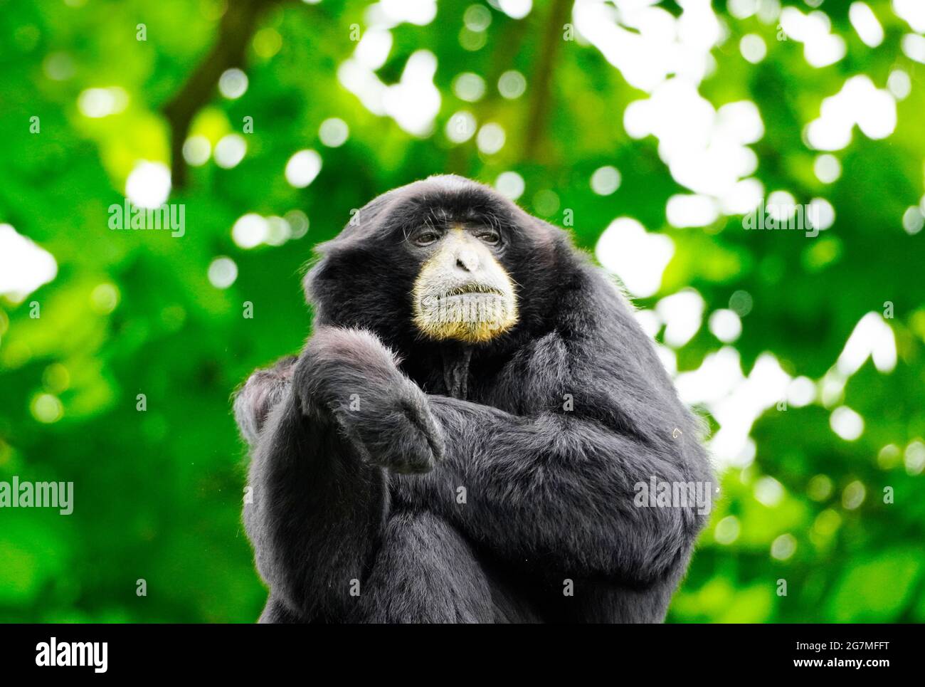 Porträt eines Siamang (Symphonangus syndactylus). Primatenart aus der Gibbon-Familie (Hylobatidae). Affe mit schwarzem Fell. Stockfoto