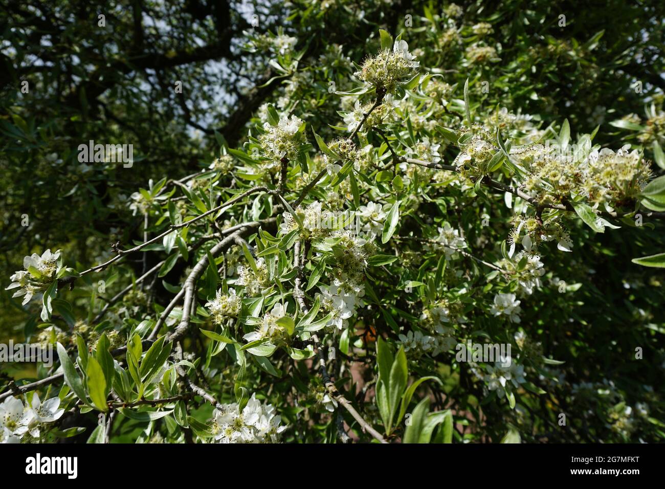 Botanische Gärten von Edinburgh Stockfoto