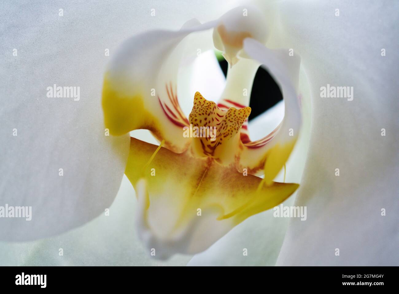 Nahaufnahme eines weißen Tigers Kopf Orchidee Stockfoto