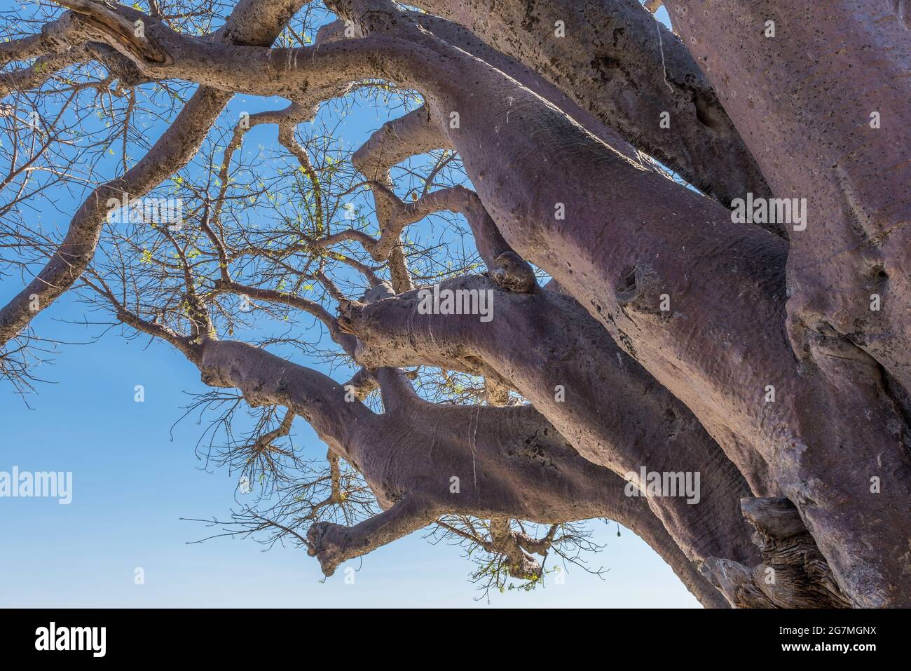 Alte Baobab-Bäume entlang Nxai Pan, Botswana Stockfoto