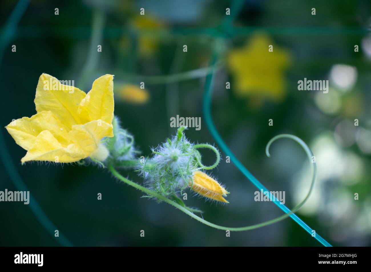 Gurke blüht in einem Gewächshaus mit einem Gärtnergeflecht. Stockfoto