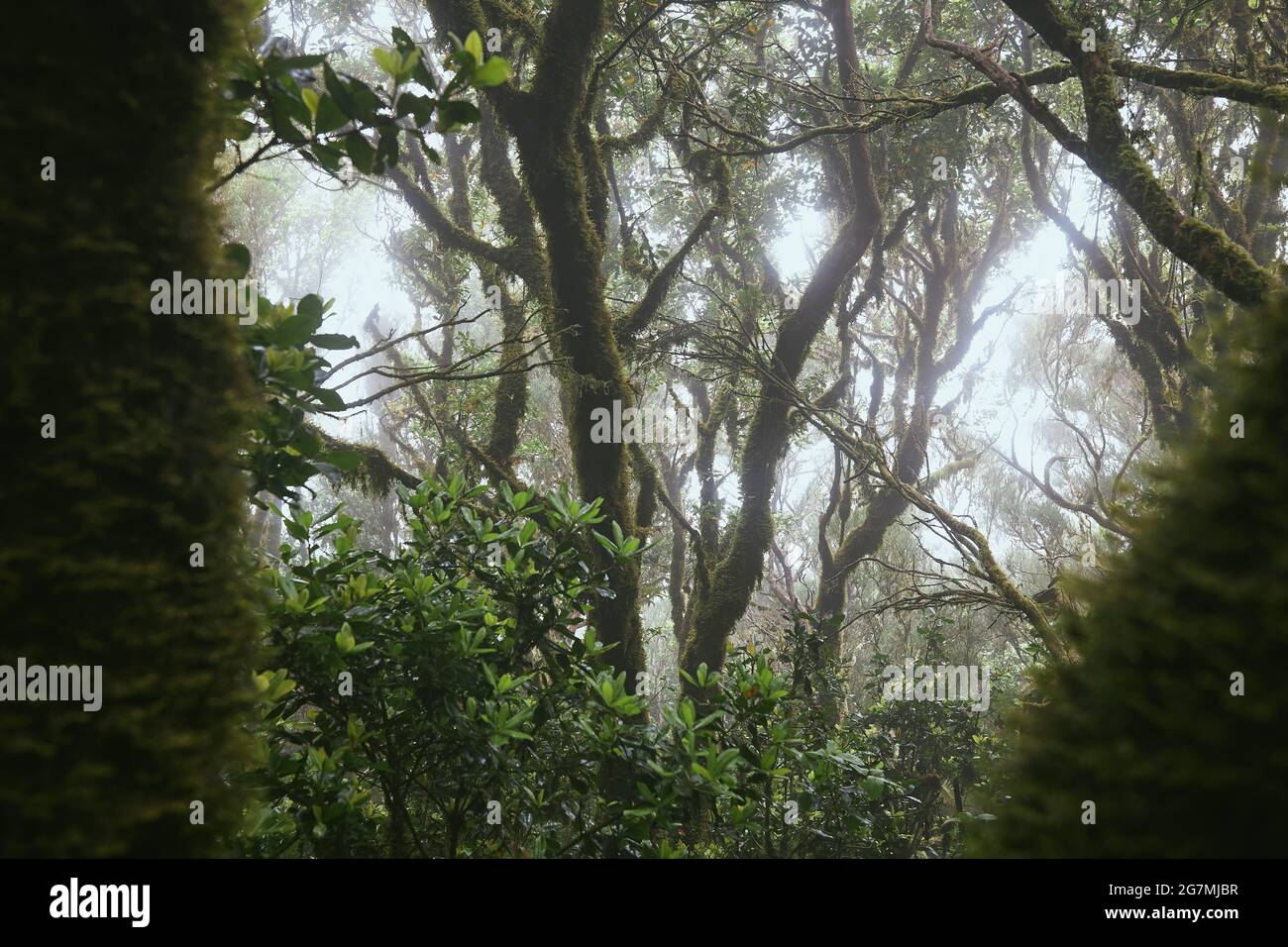 Bäume im geheimnisvollen Nebelwald. Anaga Nationalpark auf Teneriffa, Spanien. Stockfoto