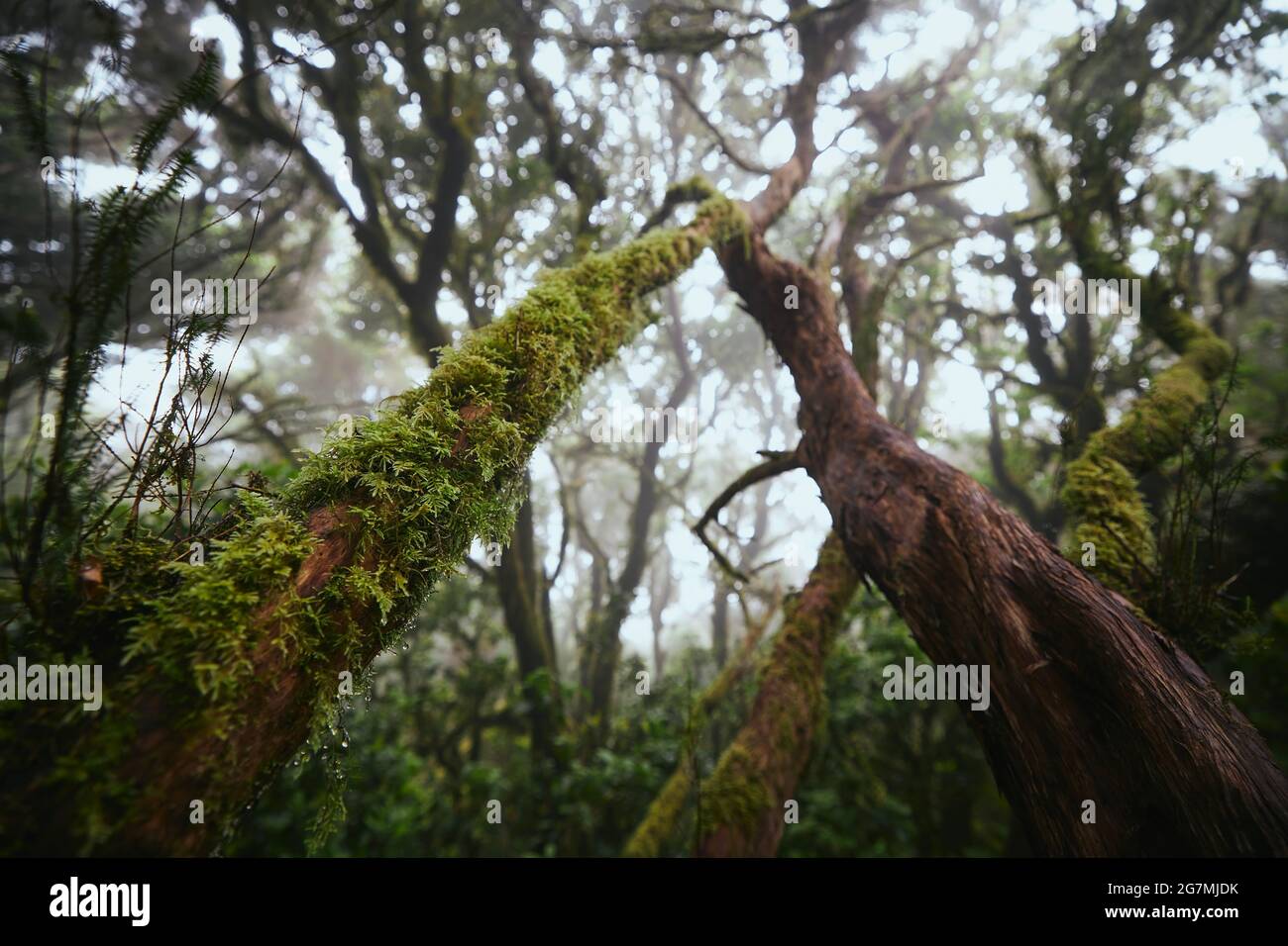 Bäume im geheimnisvollen Nebelwald. Anaga Nationalpark auf Teneriffa, Spanien. Stockfoto