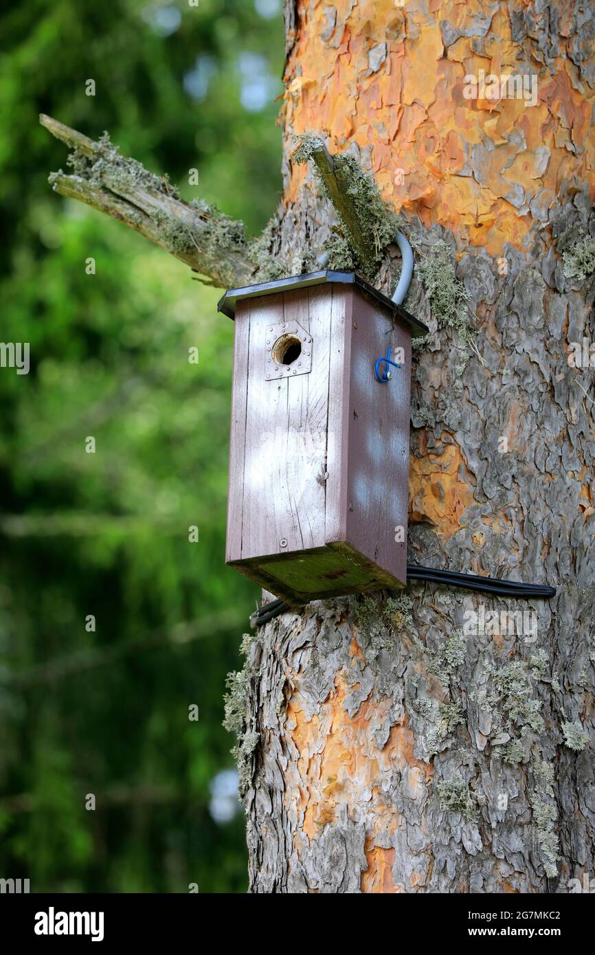 Vogelhaus aus Holz oder Nistkasten auf einer Kiefer im Sommer. Stockfoto