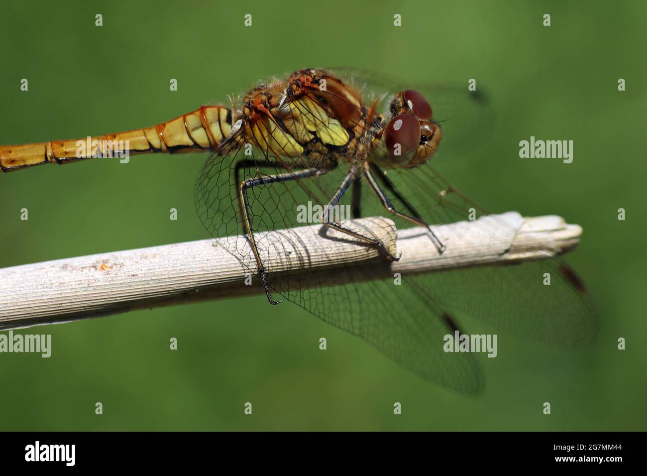 Gemeinsame Darter (Sympetrum striolatum) Stockfoto