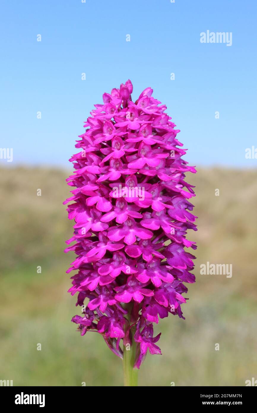 Pyramid Orchid Anacamptis pyramidalis Sefton Coast Großbritannien Stockfoto