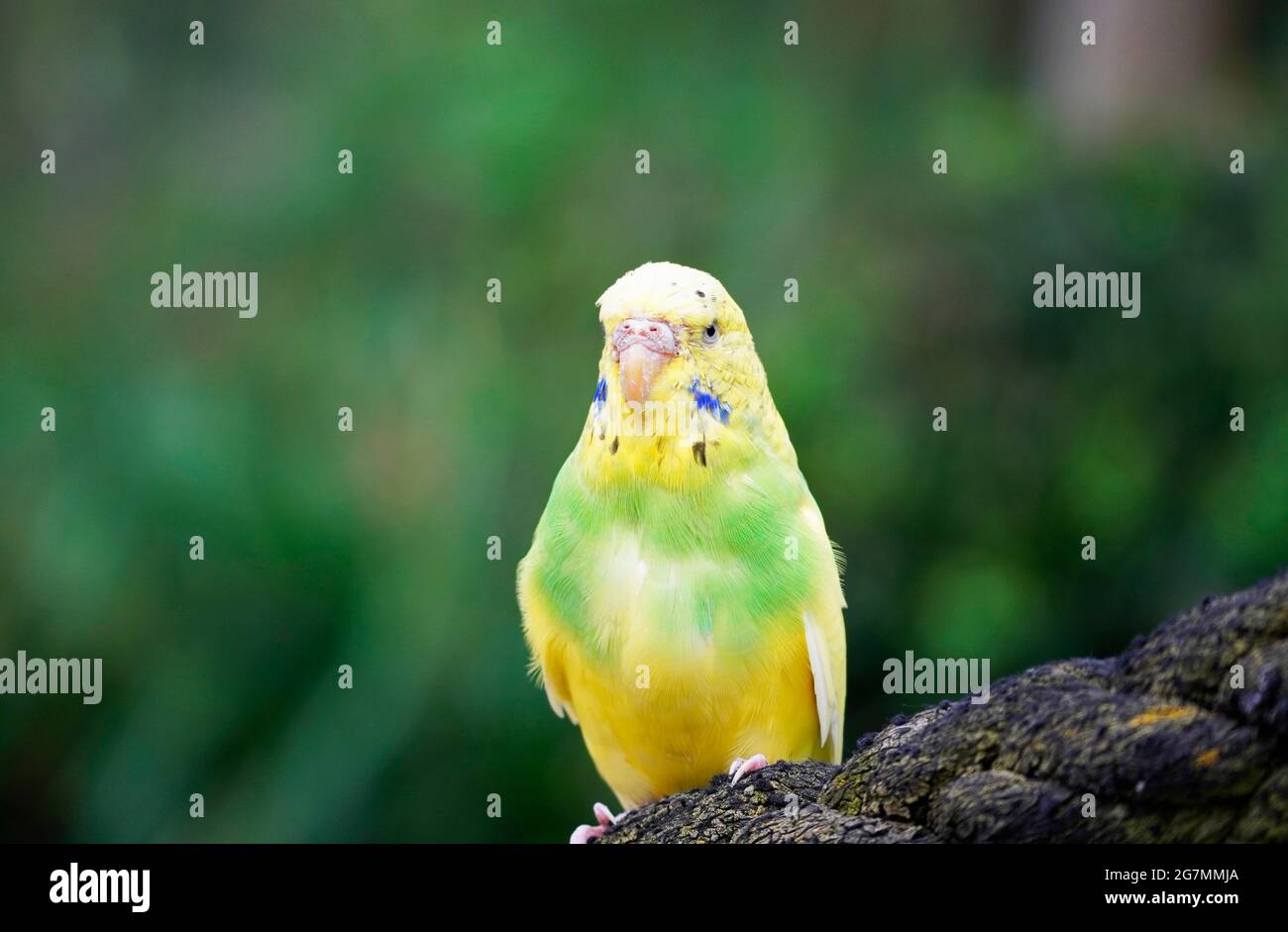 Porträt eines Wellensittiche mit gelbgrünem Gefieder. Vogel in Nahaufnahme. Stockfoto