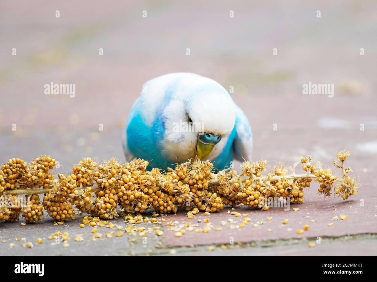 Blauer und weißer Wellensittich knabbert auf einer Hirsekoppe. Nahaufnahme eines Vogels beim Essen Stockfoto