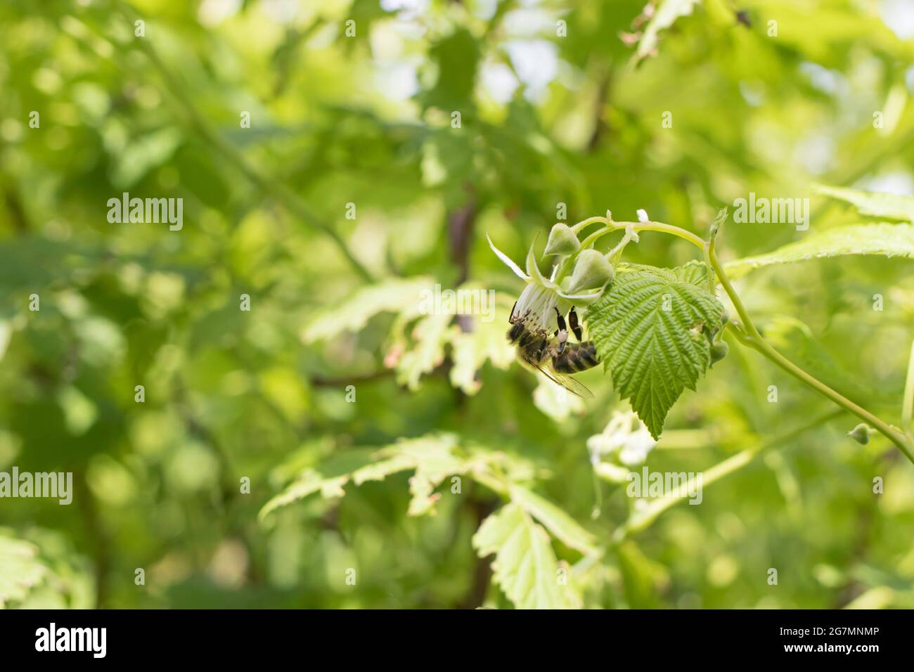 Eine Biene sitzt auf einer Himbeerblüte. Bestäubung des Busches, Nektar sammeln und Gartenarbeit, Himbeeren züchten. Stockfoto
