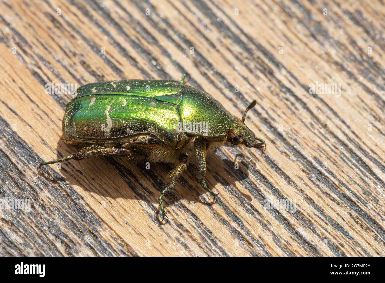 Nahaufnahme eines Rosenkoffers, Cetonia aurata auf der Holzoberfläche. Stockfoto
