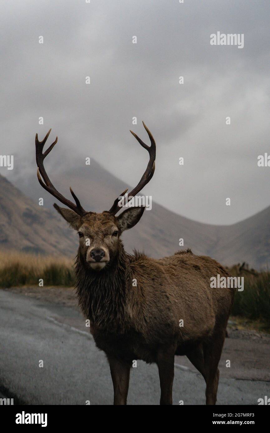 Majestic Deer in den schottischen Highlands Stockfoto
