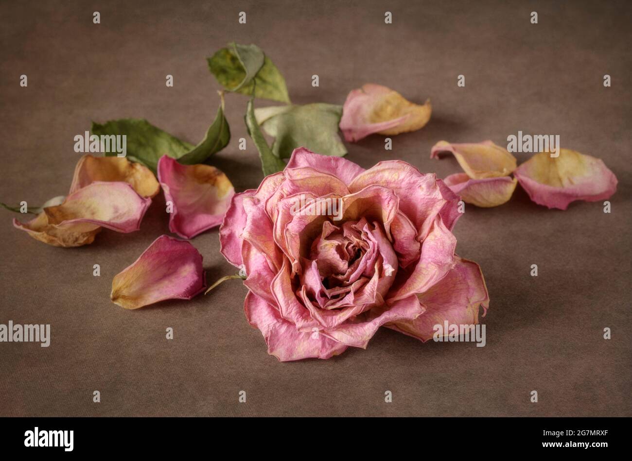 Verwelkt rosa Rose und Rosenblüten Stockfoto