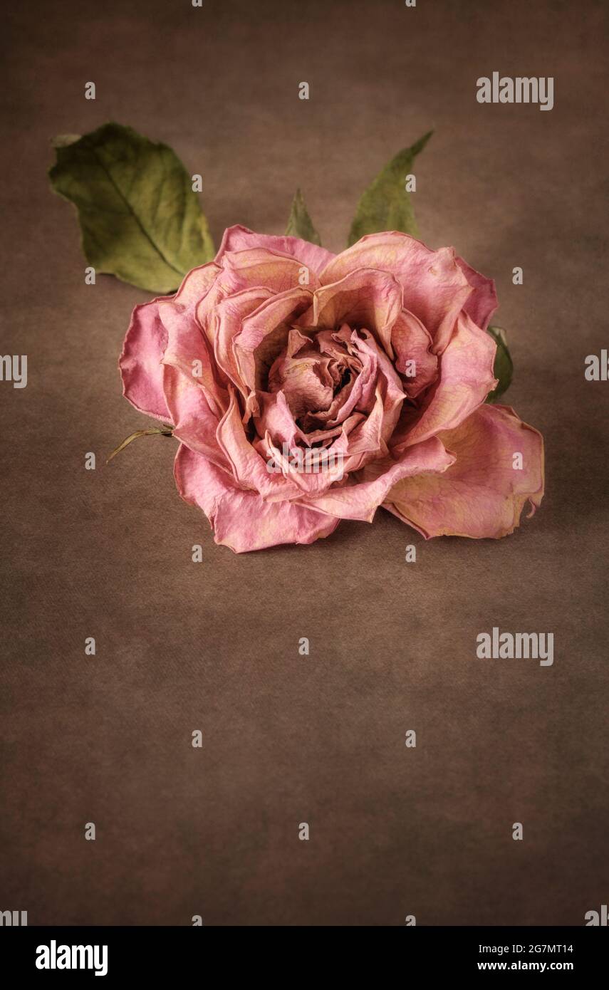Einzelne getrocknete Rose auf strukturiertem braunen Hintergrund Stockfoto