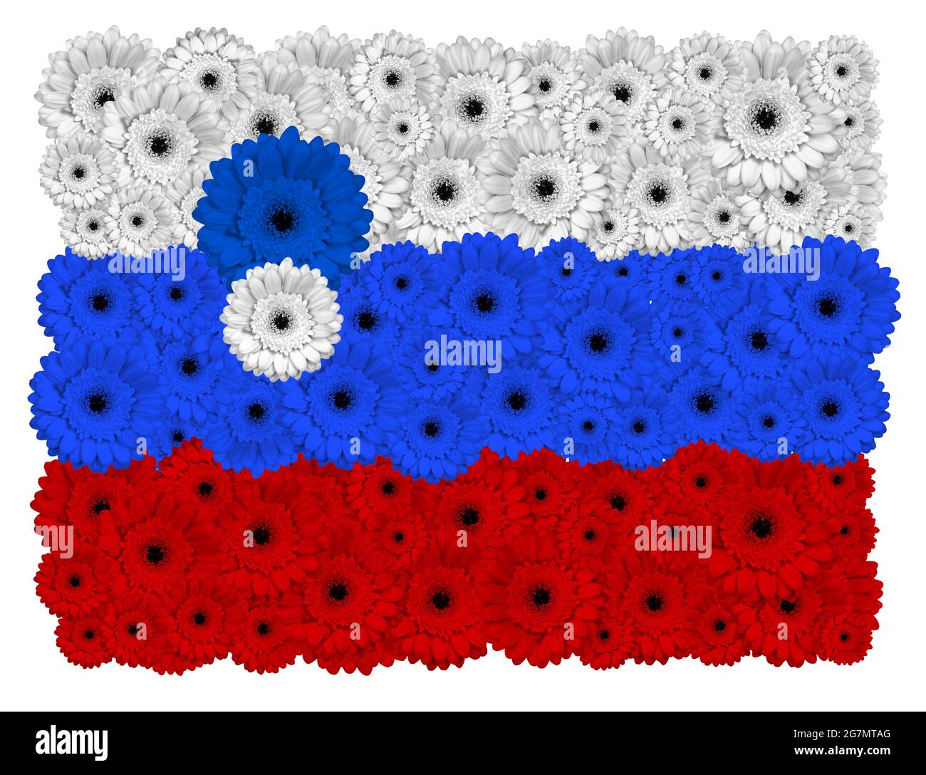 Slowenische Flagge aus Gerbera-Blüten, isoliert auf Weiß Stockfoto
