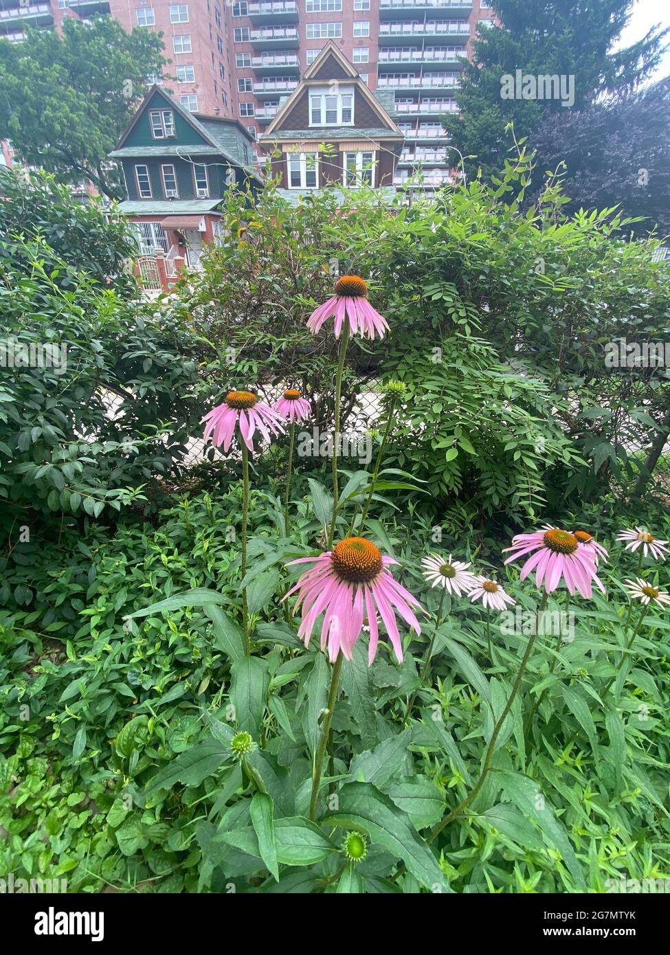 Nordamerikanische Kegelblumen, Echinacea, in einem Vorgarten in Brooklyn, NY. Gattung Echinacea, Familie Compositae. Stockfoto