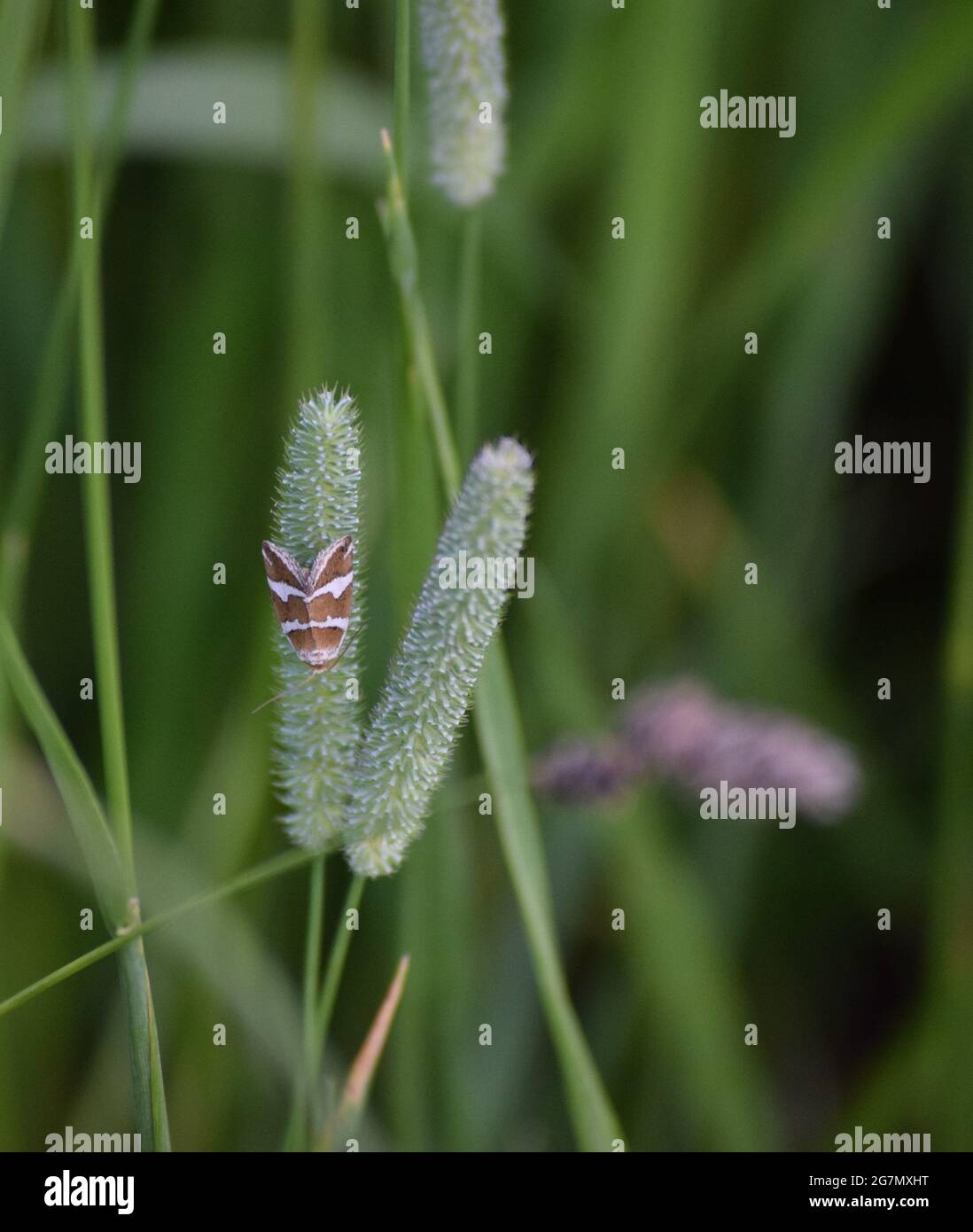 Silberner barred Schmetterling auf Timothy Gras Stockfoto