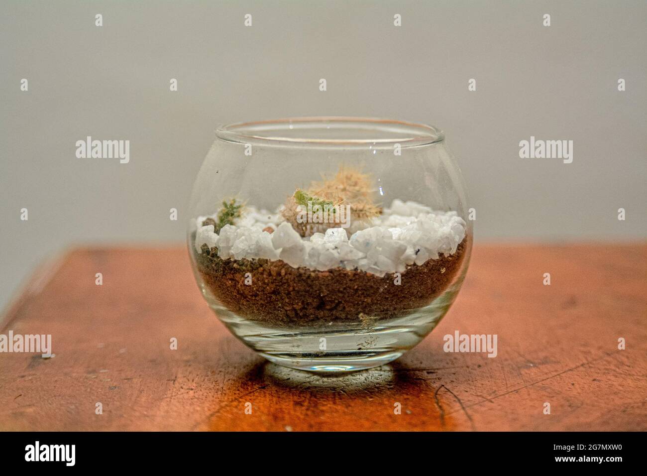 Kaktus. Bonsai Pflanzen parodia magnifica Kaktus Pflanze im Glas Stockfoto