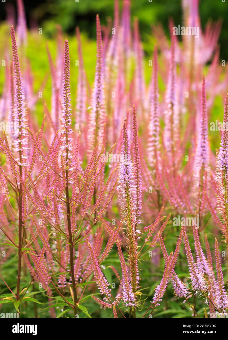 Ein Feld von hohem aufrechtem, gefiedertem, rosafarbenem, blumigem Gras (Veronicastrum) Stockfoto