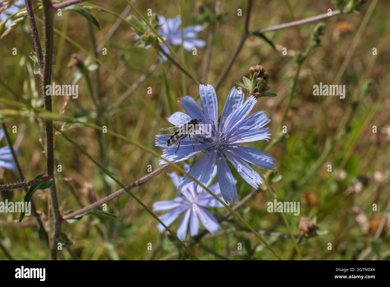 Eine Schwebefliege, die auf der Blüte einer Zichorien-Pflanze nach Nektar und Pollen sucht Stockfoto