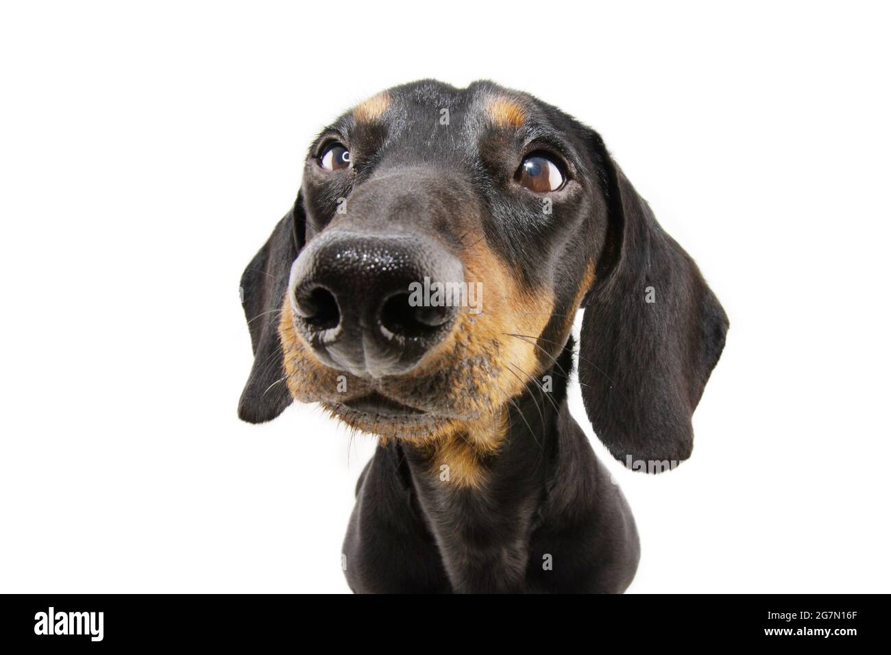 Nahaufnahme Teckel Welpe Hund wegschauen. Isoliert auf weißem Hintergrund Stockfoto