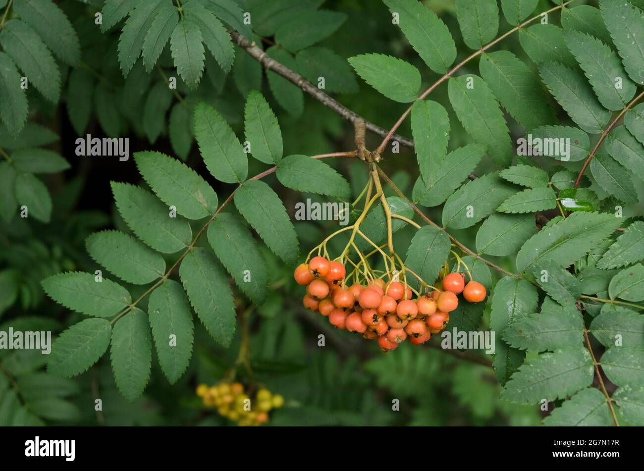 Sorbus aucuparia, bekannt als Eberesche oder BergEsche Strauch mit