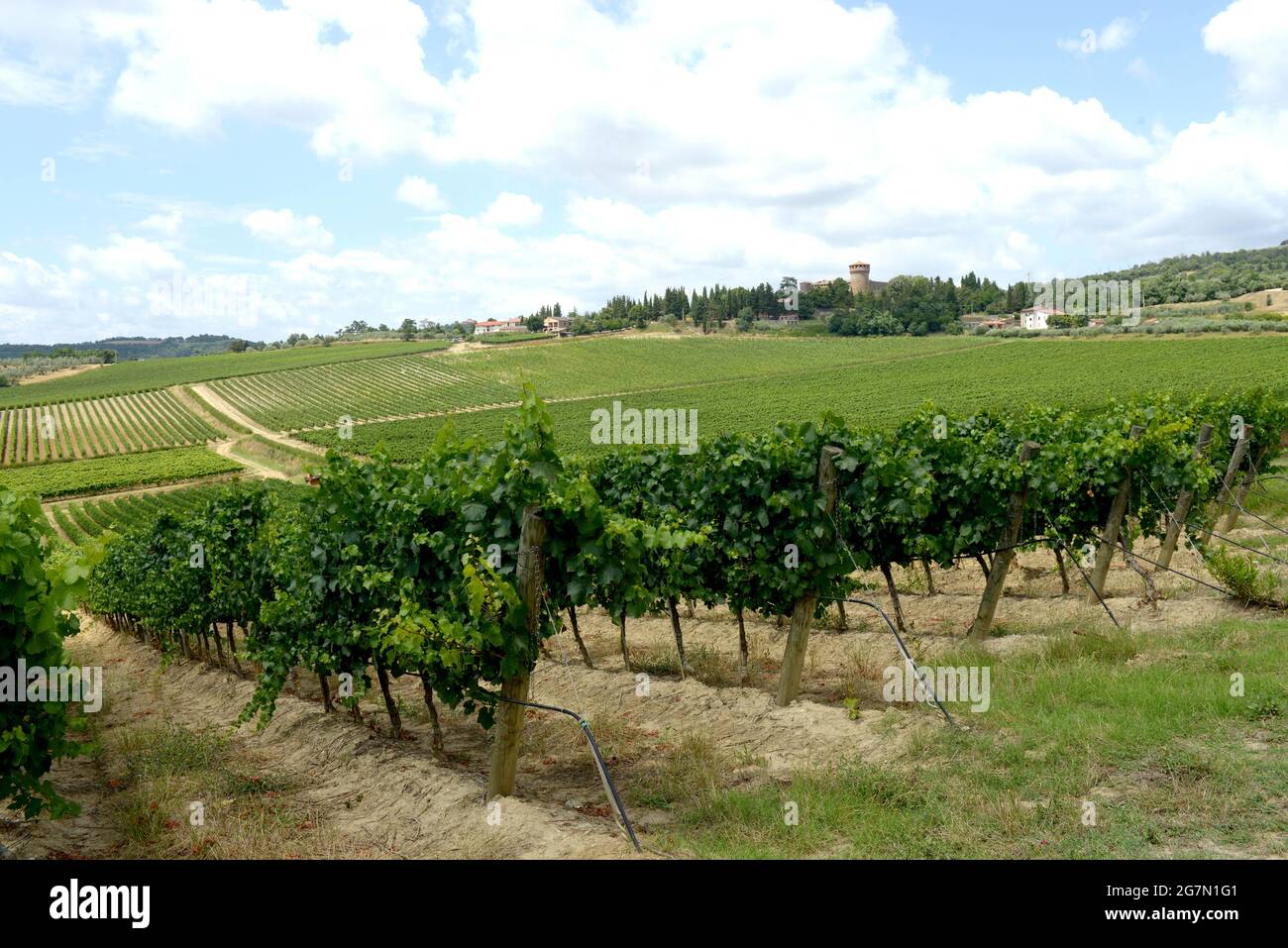 Italien, Umbrien, Orvieto, Castello della Sala, Weingut der Familie Antinori, Weinberg Foto © Sandro Michahelles/Sintesi/Alamy Stock Photo *** Local Captio Stockfoto