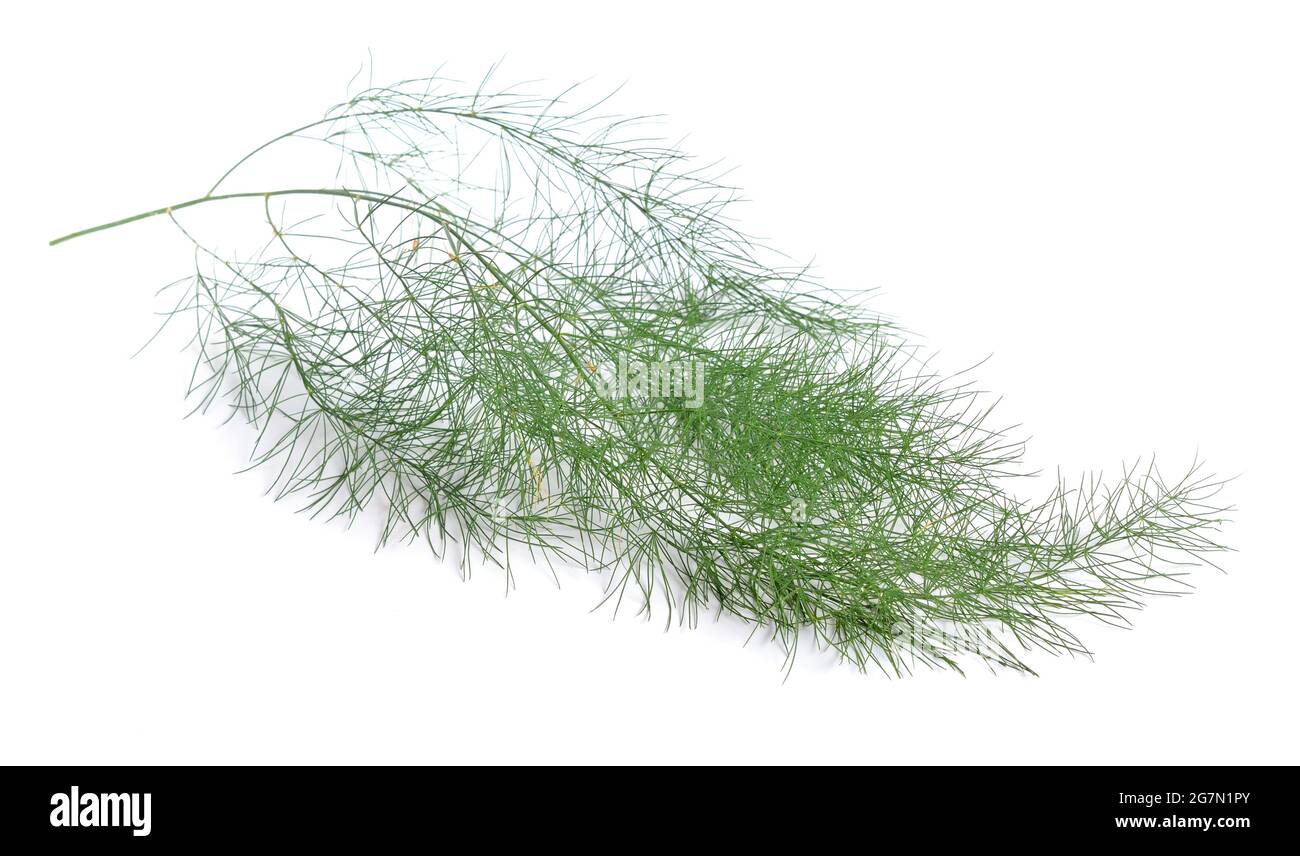Spargel officinalis oder Gartenspargel, Volksname Sperling Gras. Isoliert auf weißem Hintergrund. Stockfoto