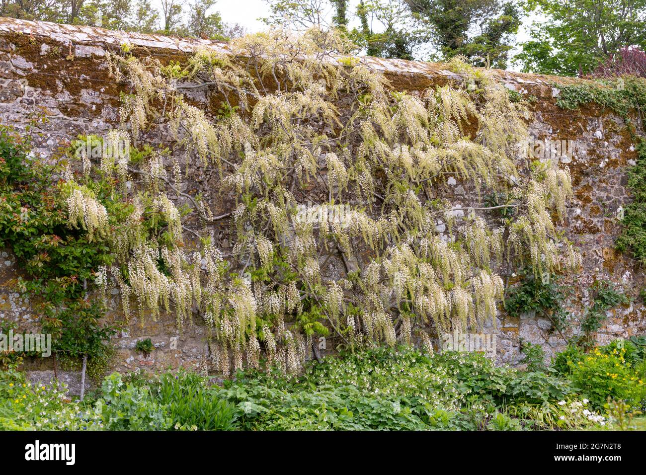 Wunderschöne Gartenszene, die eine weiße Kletterwisteria mit Racemes auf einer alten Steinmauer zeigt Stockfoto