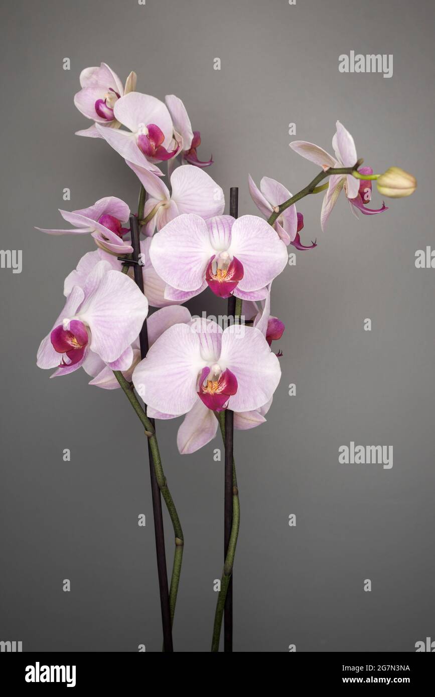 Lila Orchidee in voller Blüte, Anfang juni-Spathoglottis plicata Stockfoto