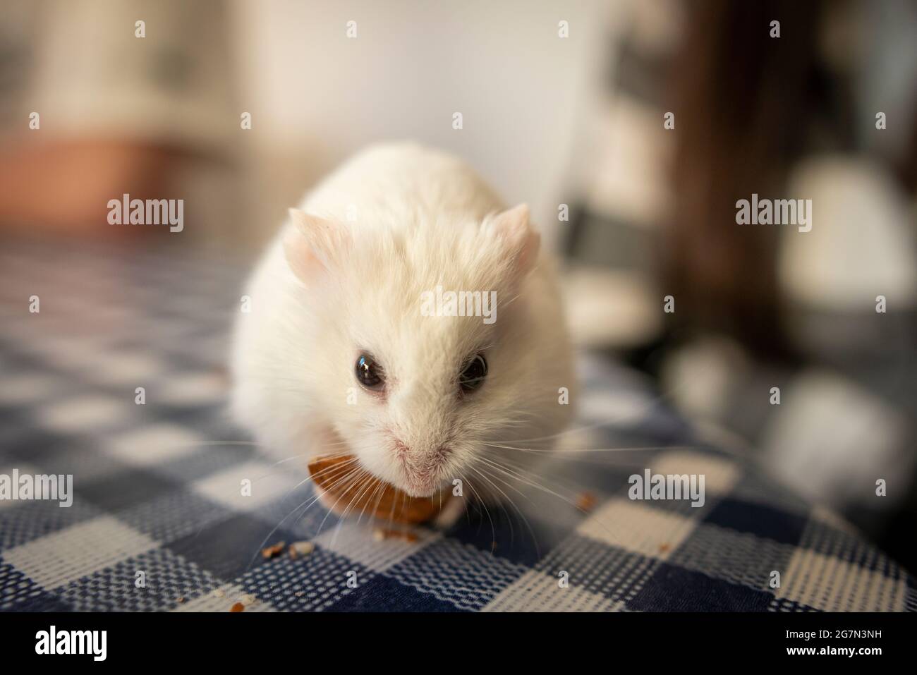 Weißer Haustier Hamster Fütterung auf Nuss-selektiven Fokus Stockfoto