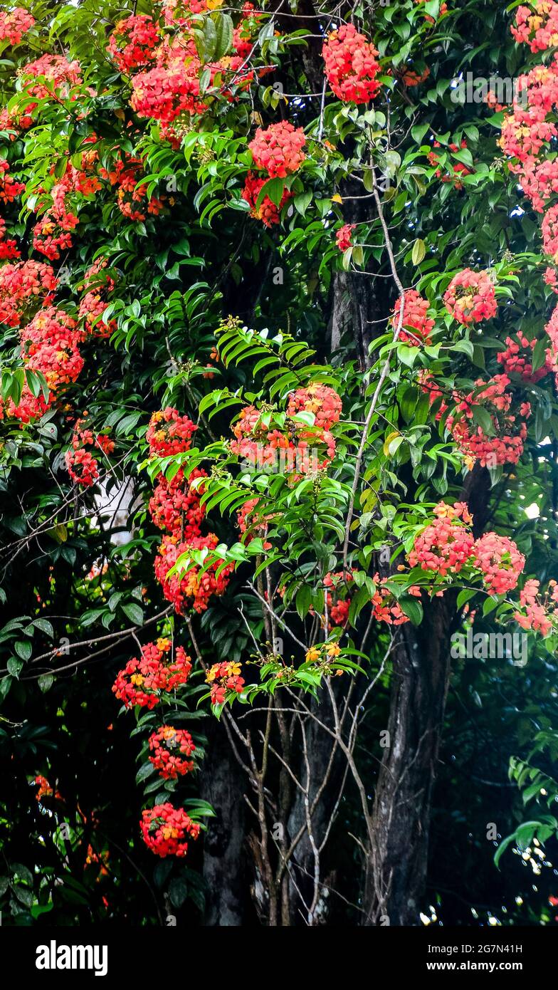 Wunderschöner roter Blumenbaum Stockfoto