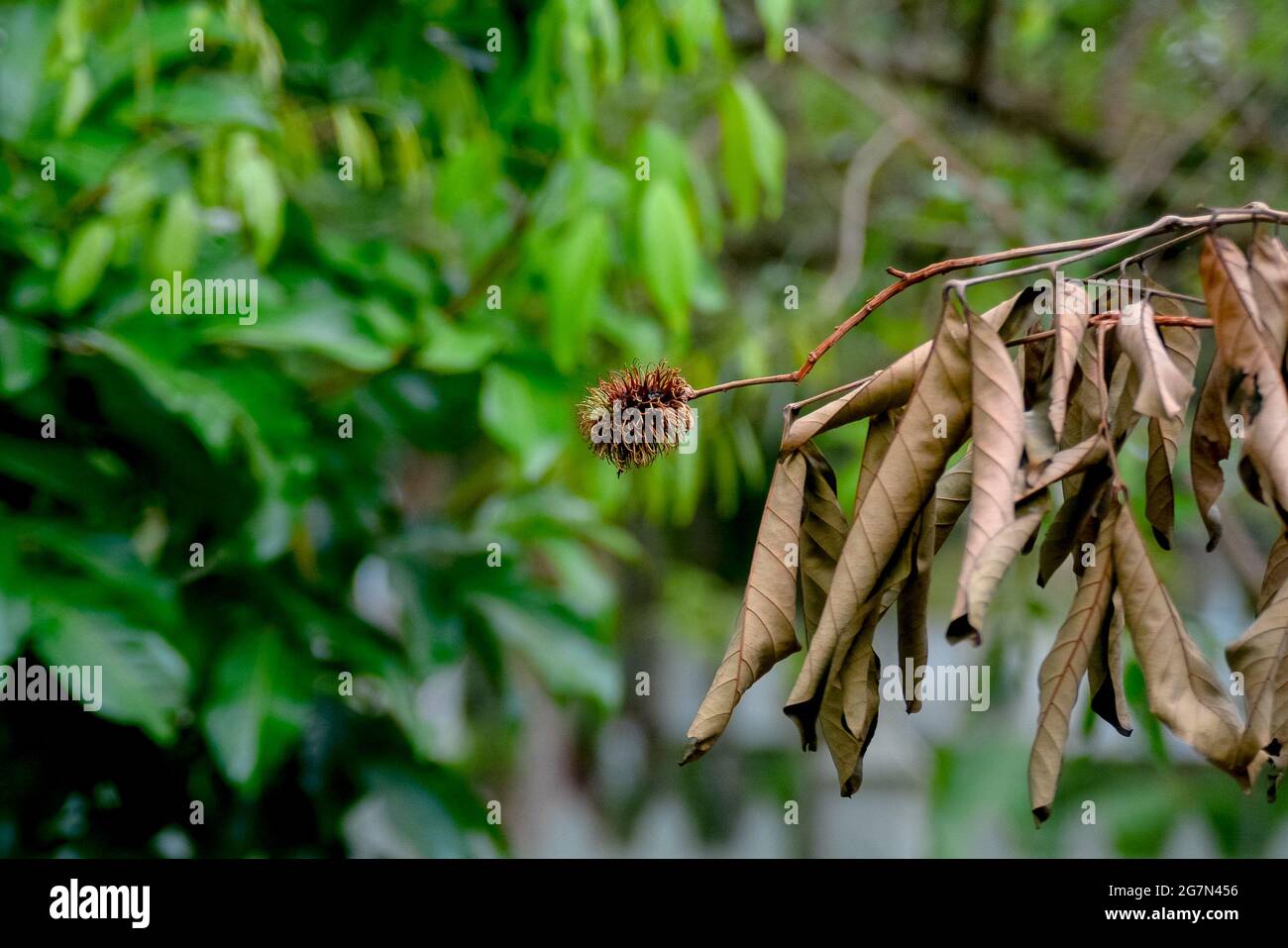 Trockene Stäbchen, Blätter von Rambutan Stockfoto
