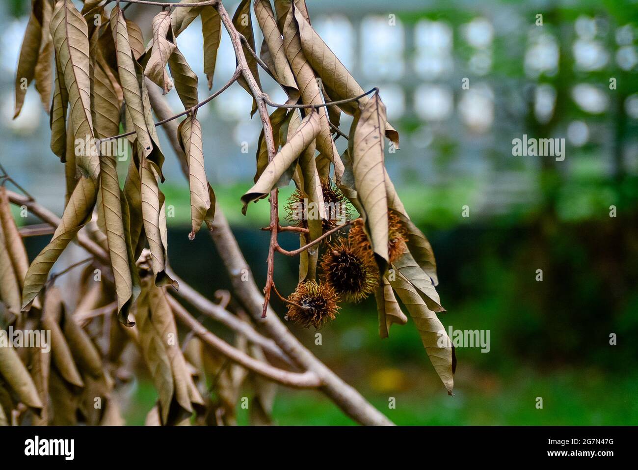 Trockene Stäbchen, Blätter von Rambutan Stockfoto