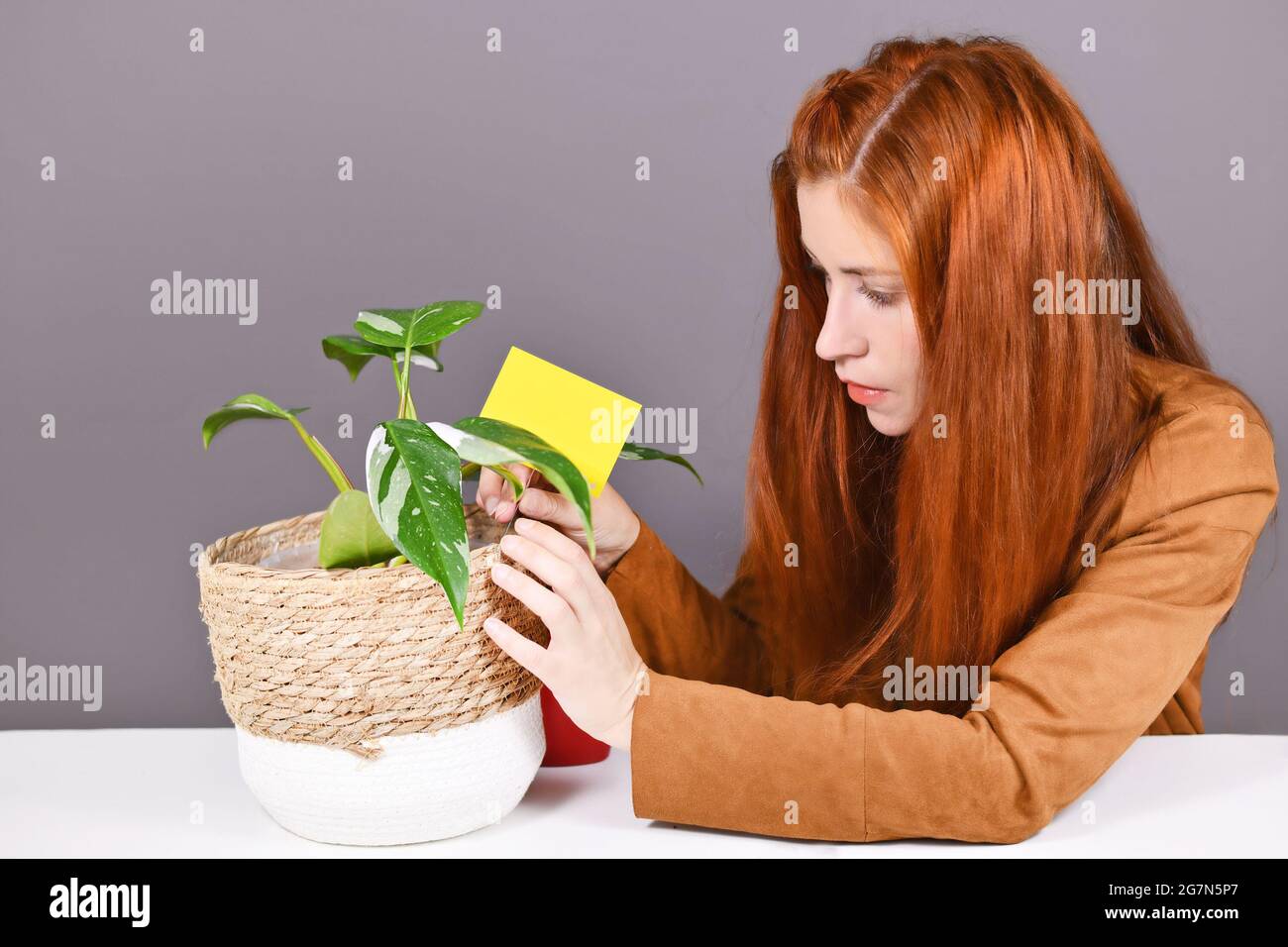 Frau, die gelbe Haftkarte in den Topf der Zimmerpflanze legt, um die Schädlinge von Pilzmücken zu bekämpfen Stockfoto