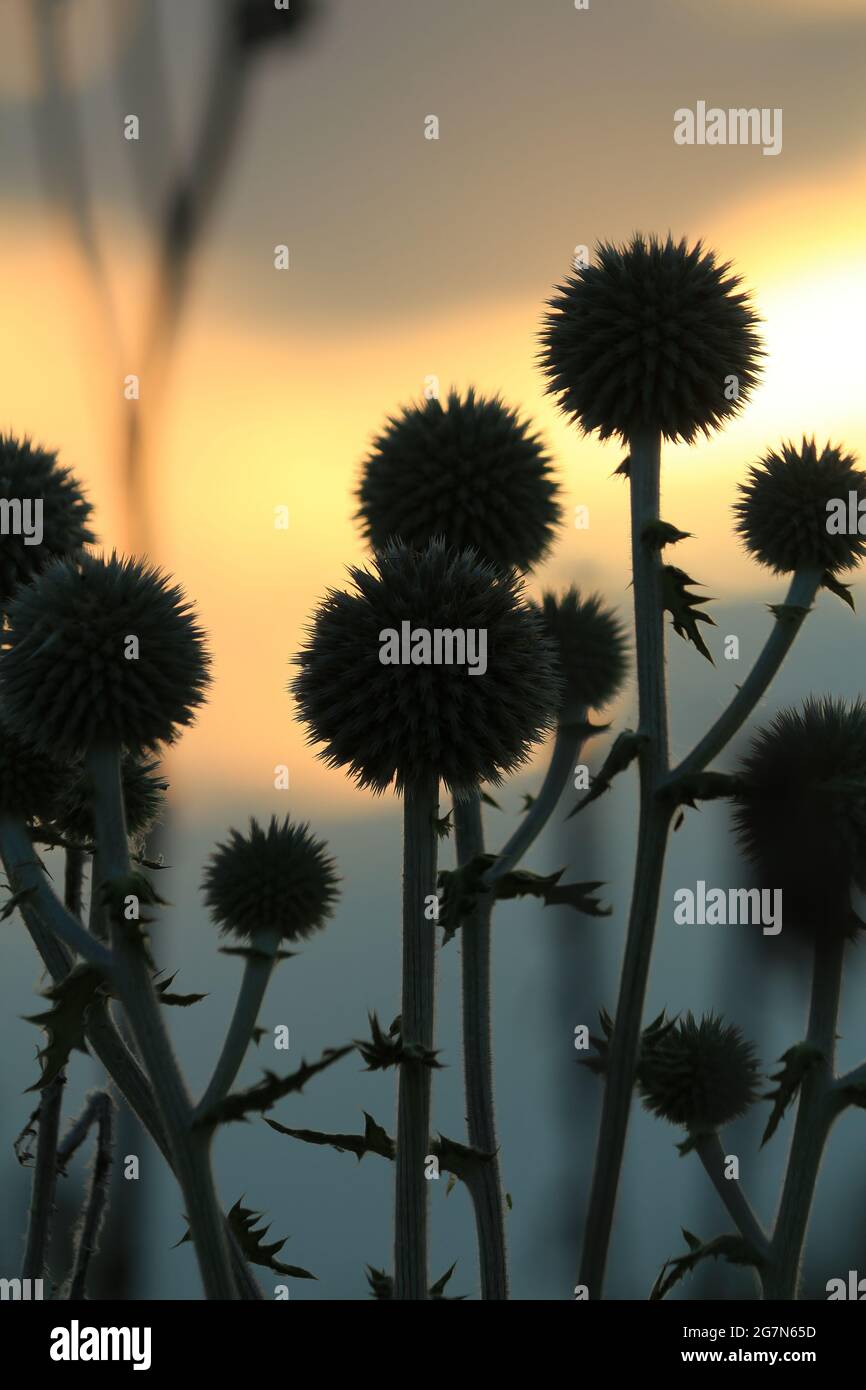 Dunkle Silhouetten kugelförmiger dorniger Wildblumen vor einem orange bewölkten Sonnenuntergangshimmel. Eryngium planum, Blue Eryngo. Stockfoto