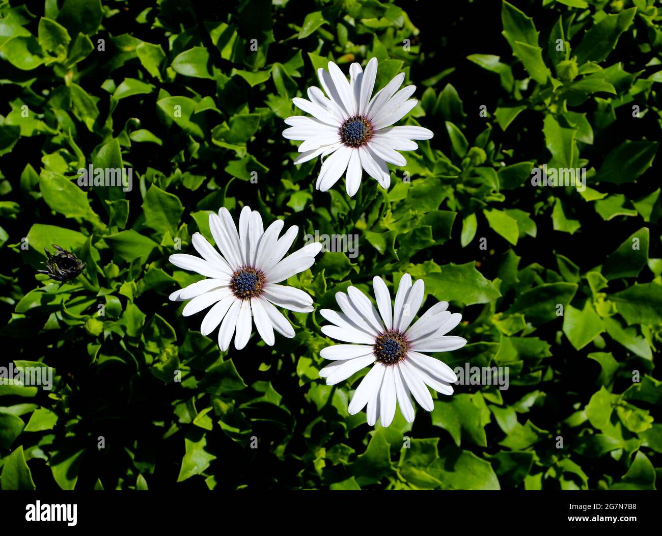 Osteospermum fruticosum shrubby Gänseblümchen drei weiße Blüten mit einem violetten Zentrum gegen dichtes grünes Laub Stockfoto