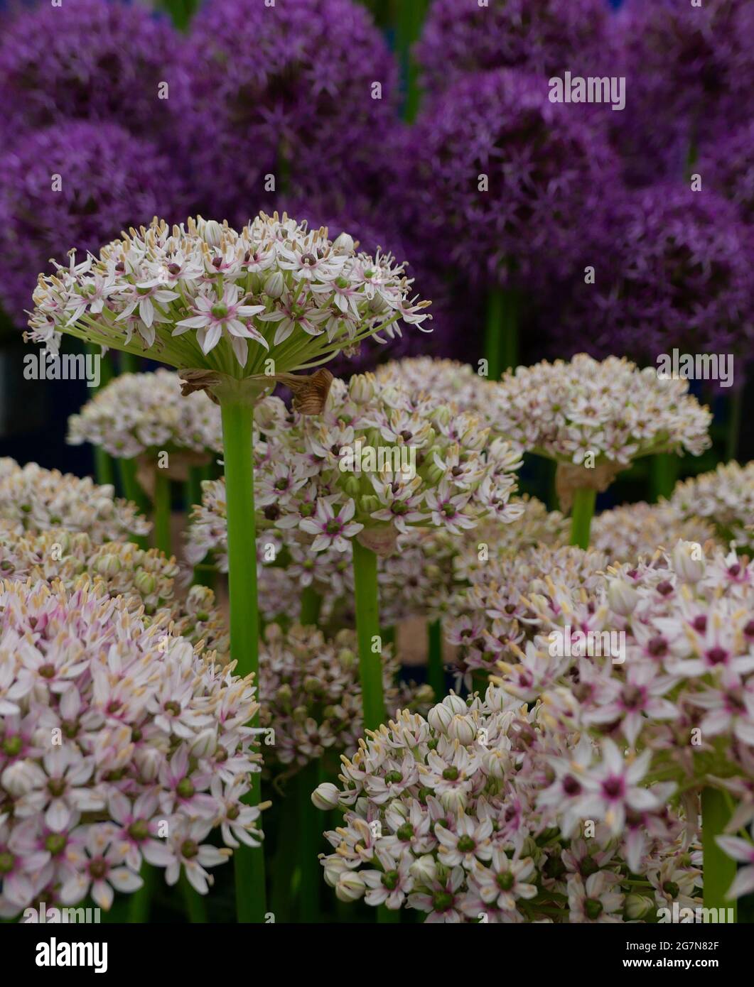 Eine Nahaufnahme von weißen Allium-Blüten mit violetten Allium im Hintergrund Stockfoto