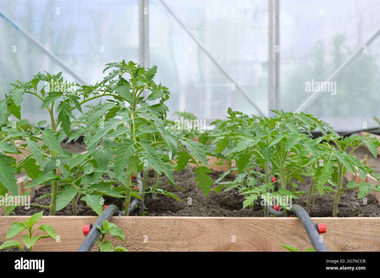 Junge Tomatenpflanzen wachsen in einem Gewächshaus mit Tropfbewässerungssystem. Konzept der eigenen Bio-Gartenarbeit. Stockfoto