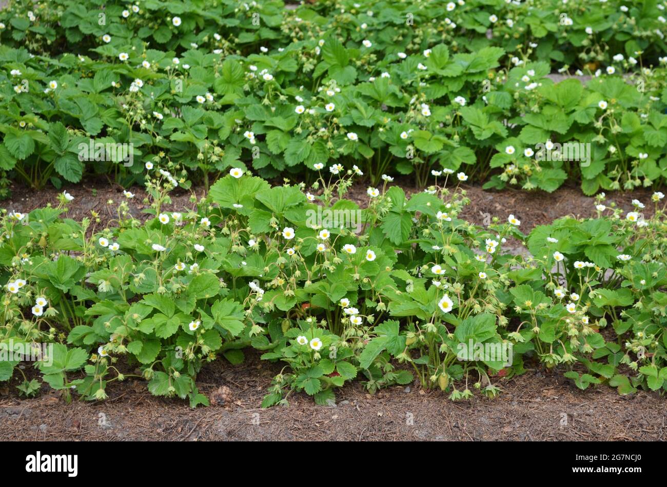 Reihen blühender Erdbeerpflanzen wachsen auf dem offenen Boden im Garten. Konzept der eigenen Bio-Gartenarbeit. Stockfoto